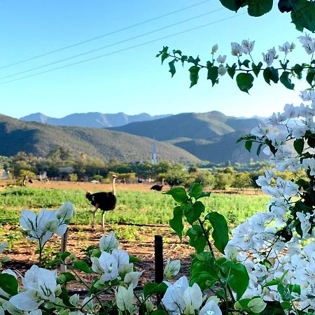 Berluda Farmhouse And Cottages Oudtshoorn Dış mekan fotoğraf
