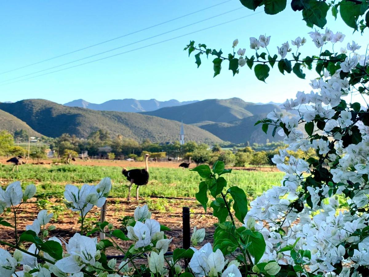 Berluda Farmhouse And Cottages Oudtshoorn Dış mekan fotoğraf